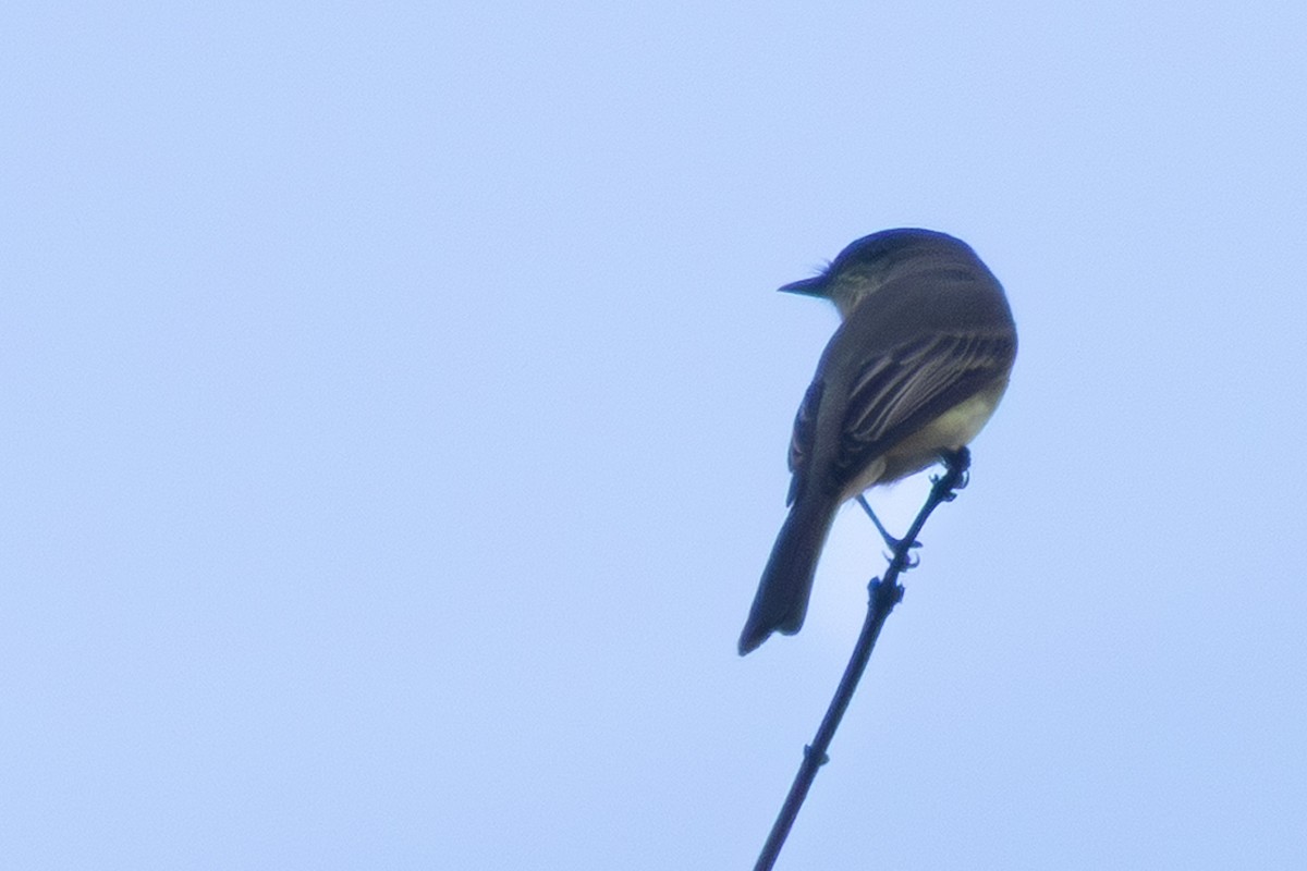 Ak Karınlı Fibi - ML644948163