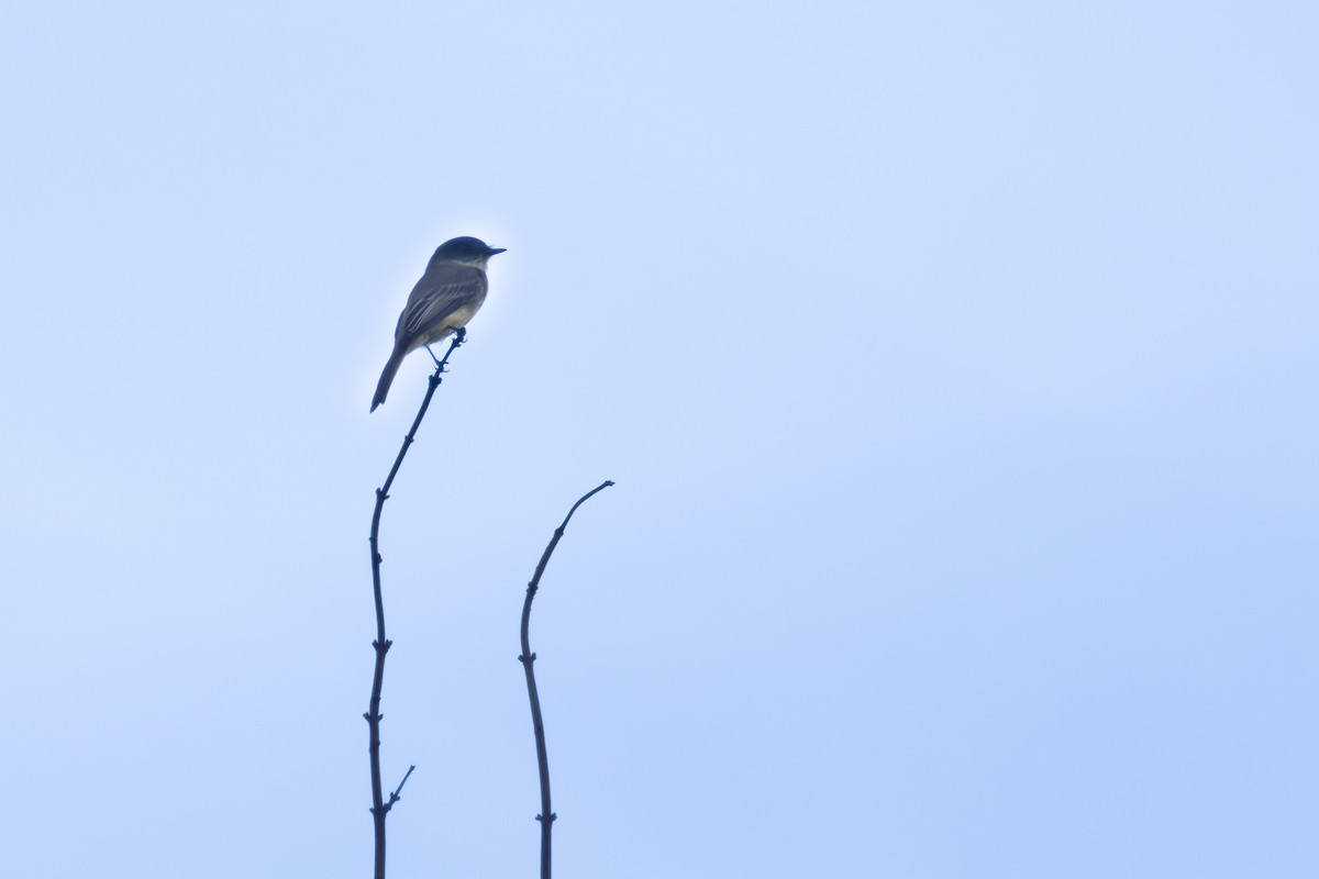 Ak Karınlı Fibi - ML644948164