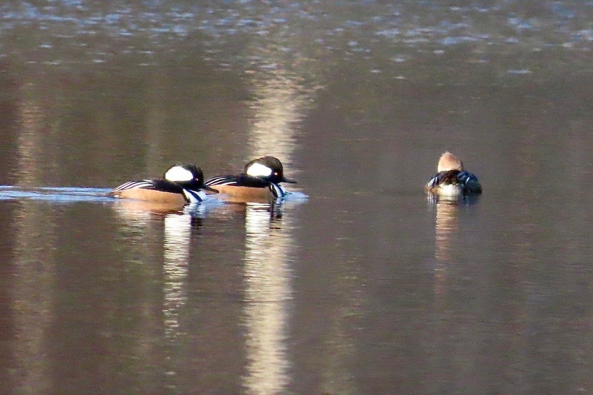 Başlıklı Tarakdiş - ML644948165