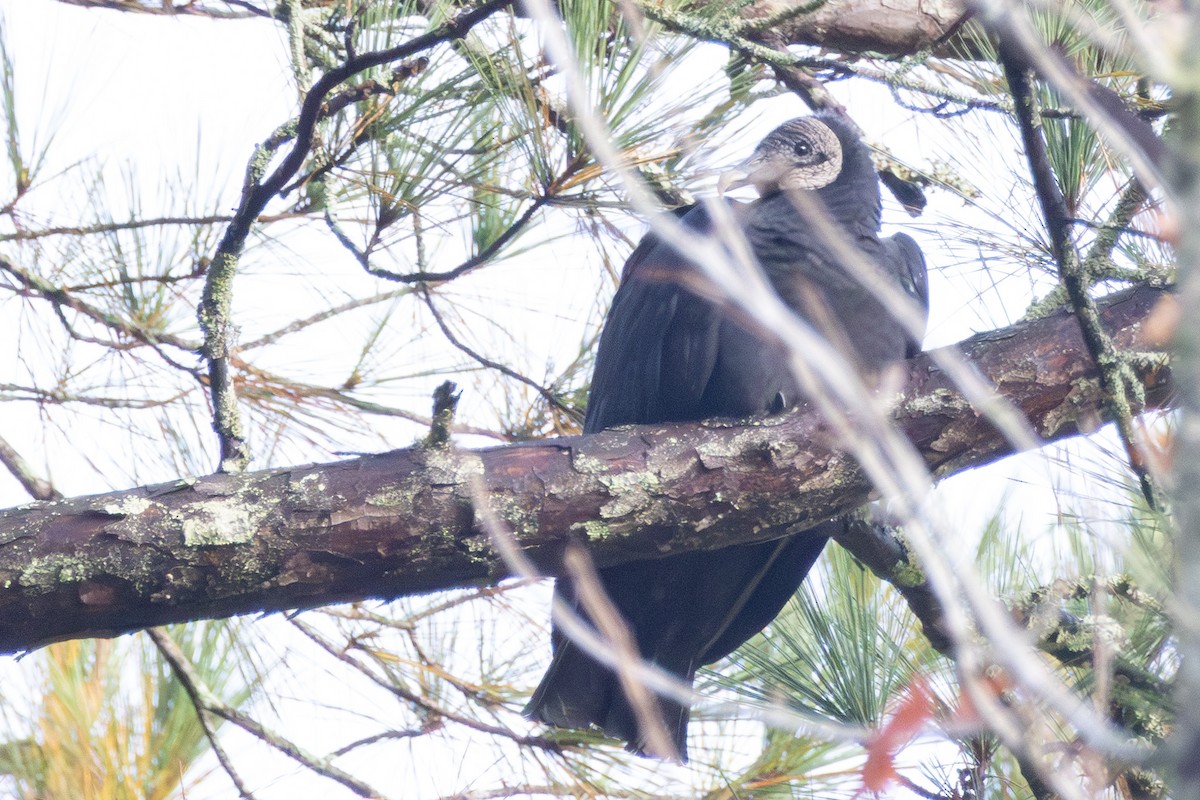 Чёрная катарта - ML644948173