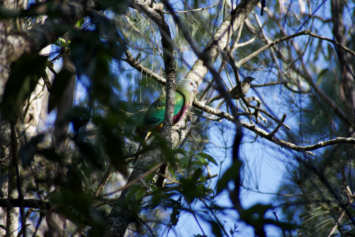 Mor Göğüslü Meyve Kumrusu - ML644948179