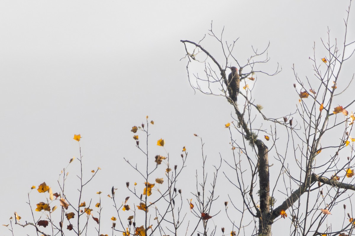 Altın Ağaçkakan - ML644948181