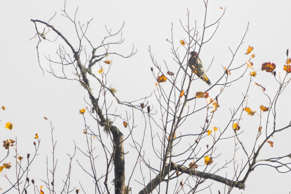 Altın Ağaçkakan - ML644948182