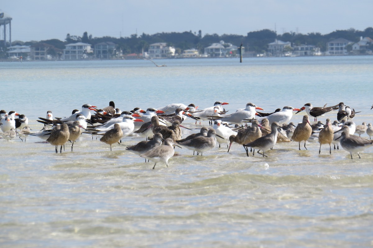Caspian Tern - ML644948183