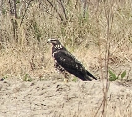 Swainson's Hawk - ML644948187