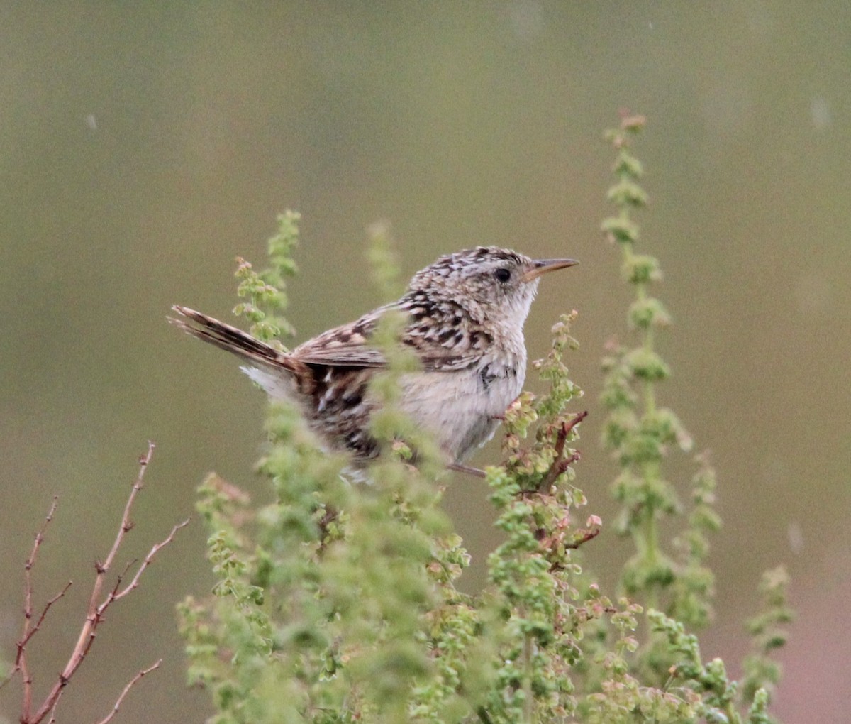 Grass Wren - ML644948189