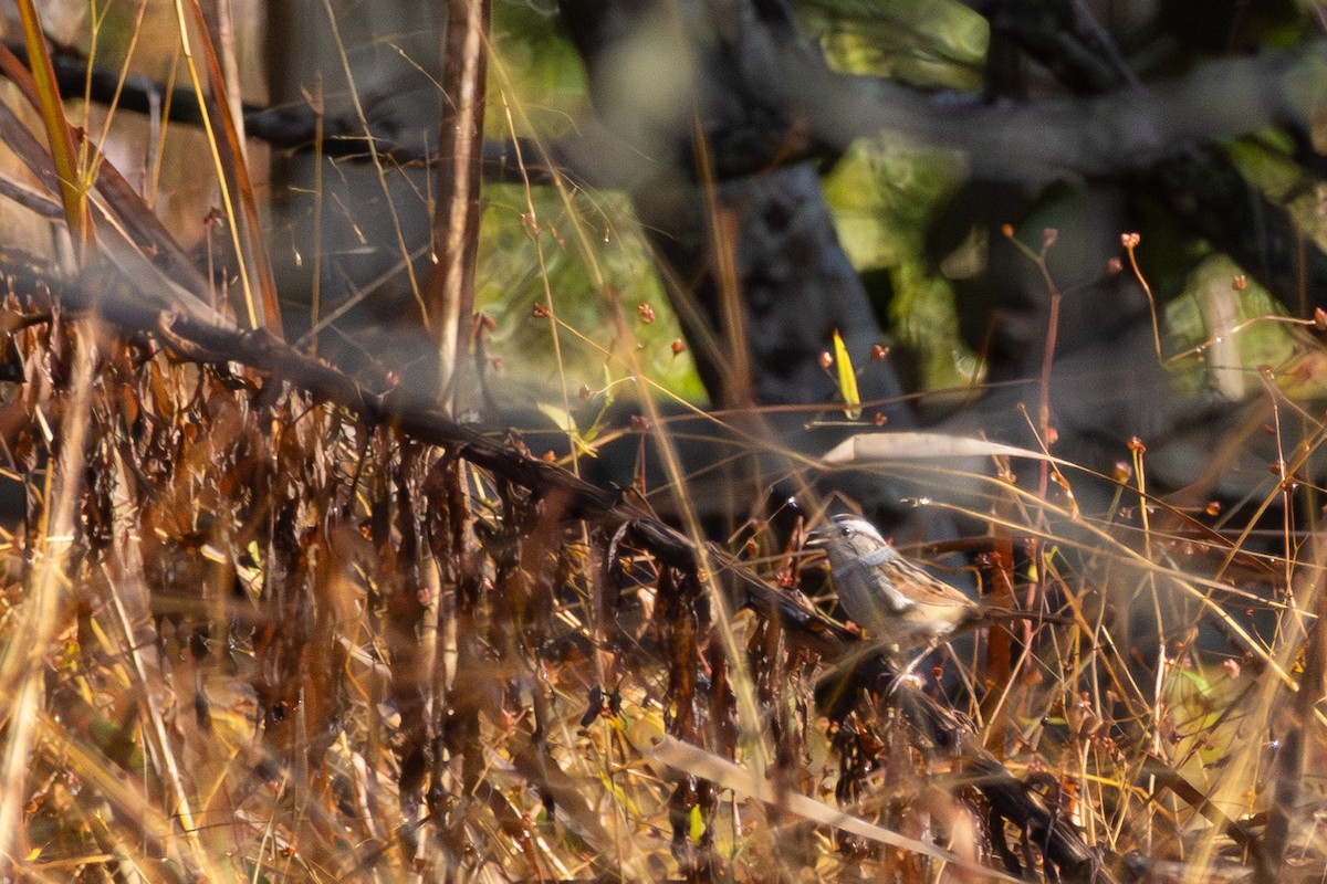 Bataklık Serçesi - ML644948190