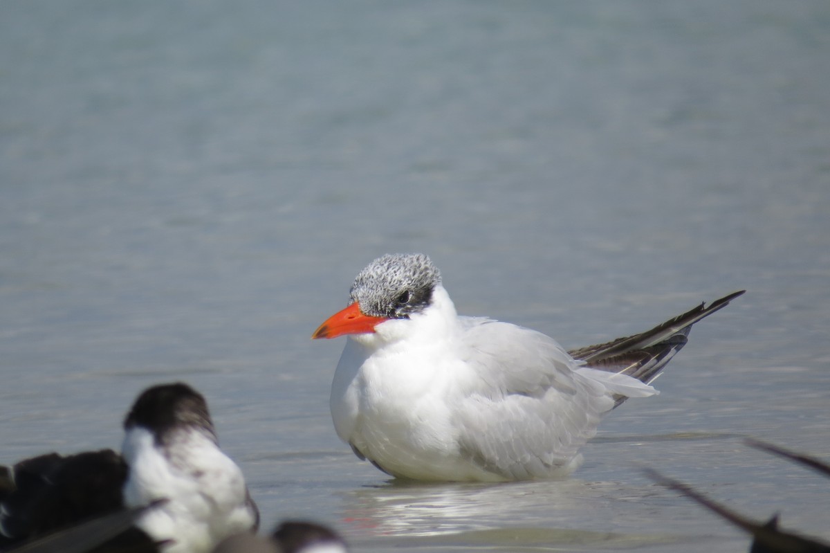 Caspian Tern - ML644948191