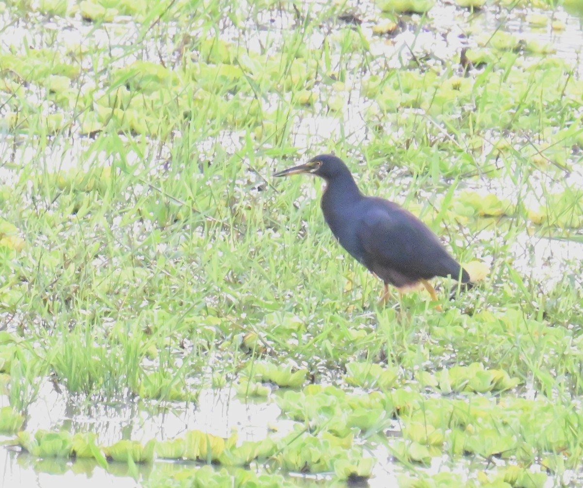 Рыжебрюхая цапля - ML644948192