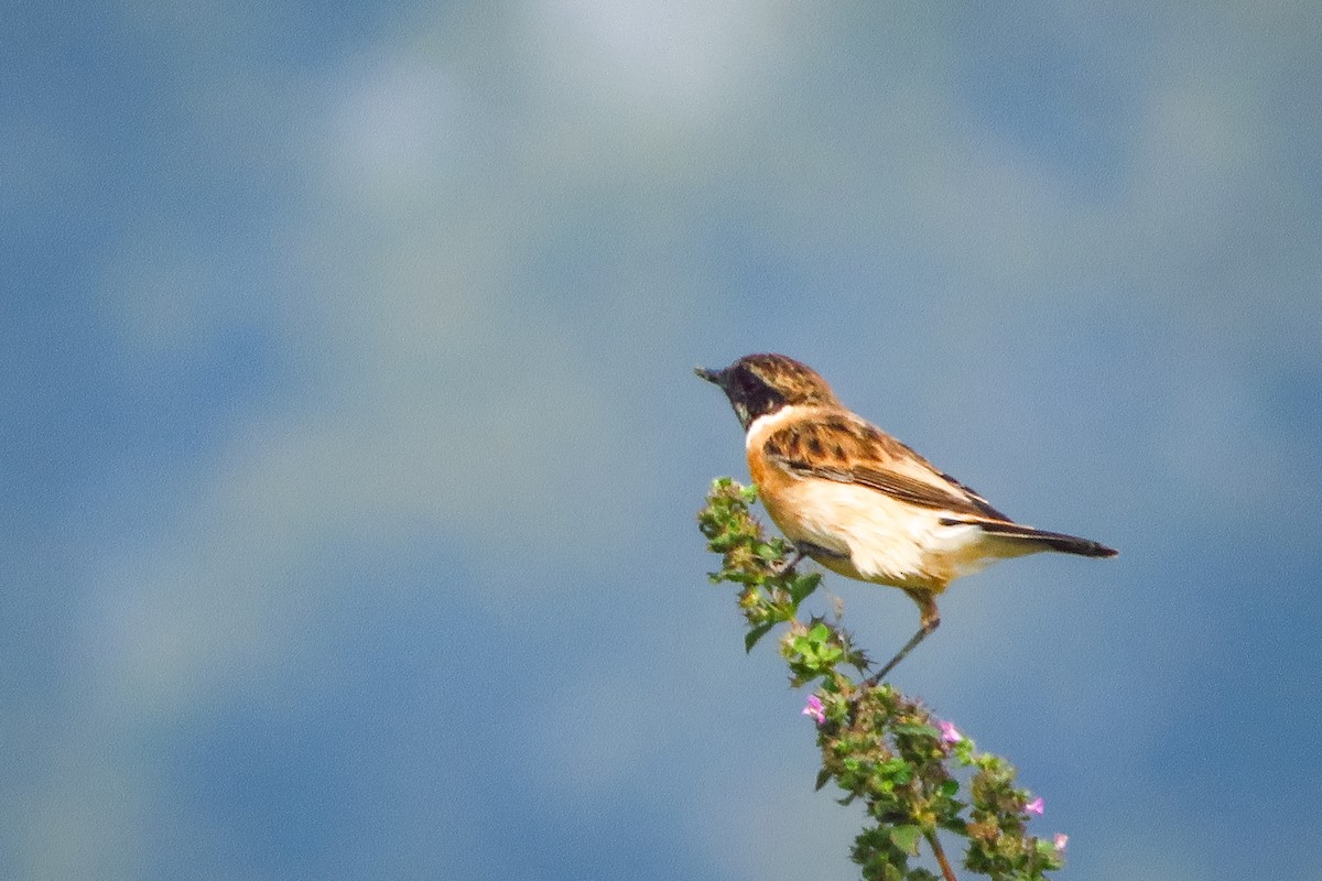 Трав’янка білошия [група maurus] - ML644948200