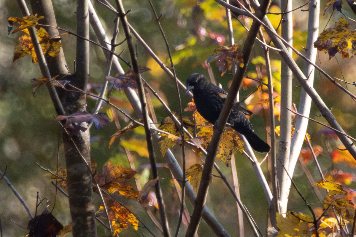 Al Kanatlı Karatavuk - ML644948207