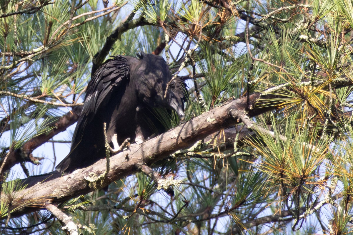 Чёрная катарта - ML644948214