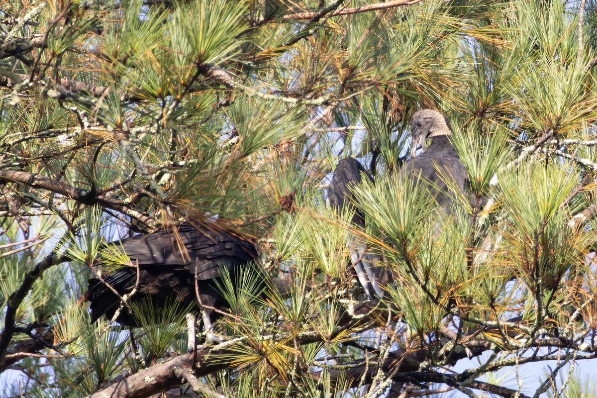 Чёрная катарта - ML644948222