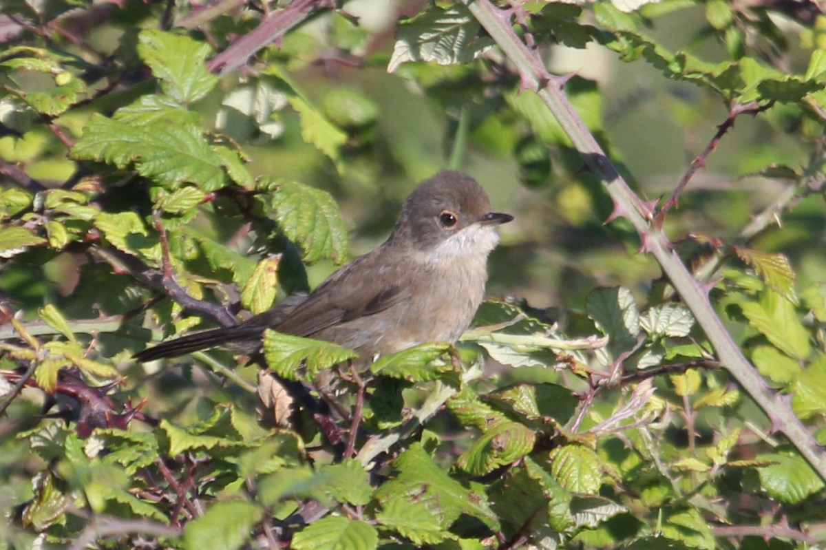 Sardinian Warbler - ML644948224