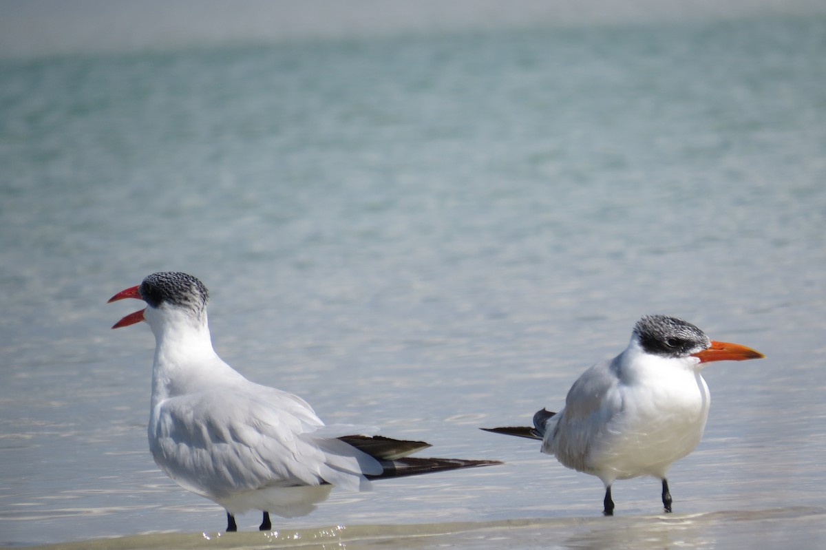 Caspian Tern - ML644948225