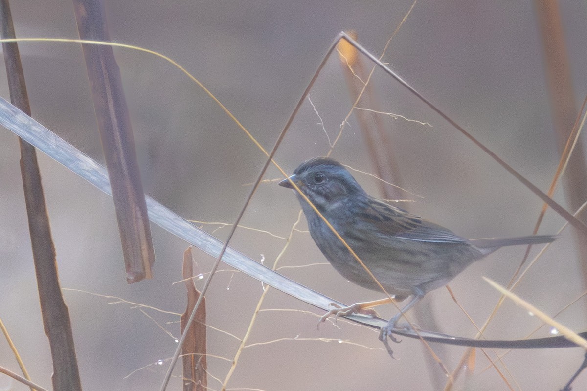 Bataklık Serçesi - ML644948230