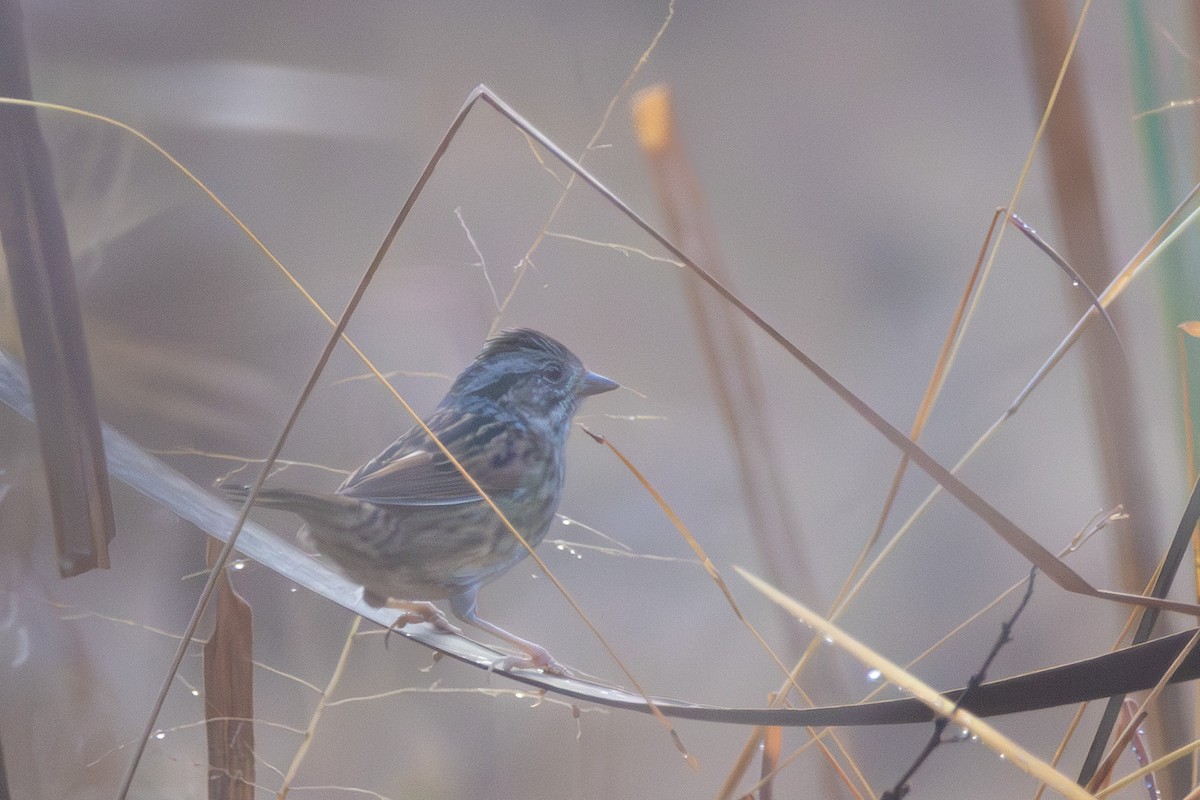 Bataklık Serçesi - ML644948231