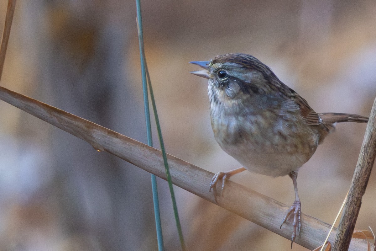 Bataklık Serçesi - ML644948232