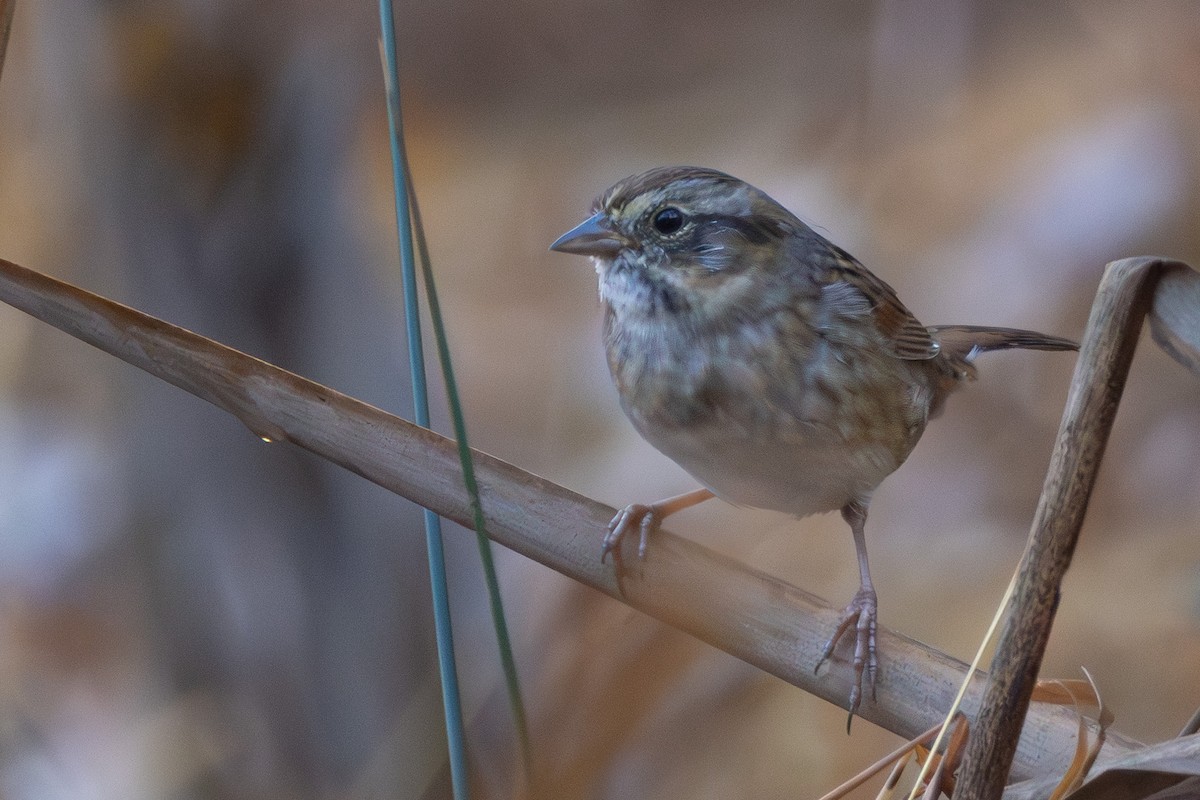 Bataklık Serçesi - ML644948233