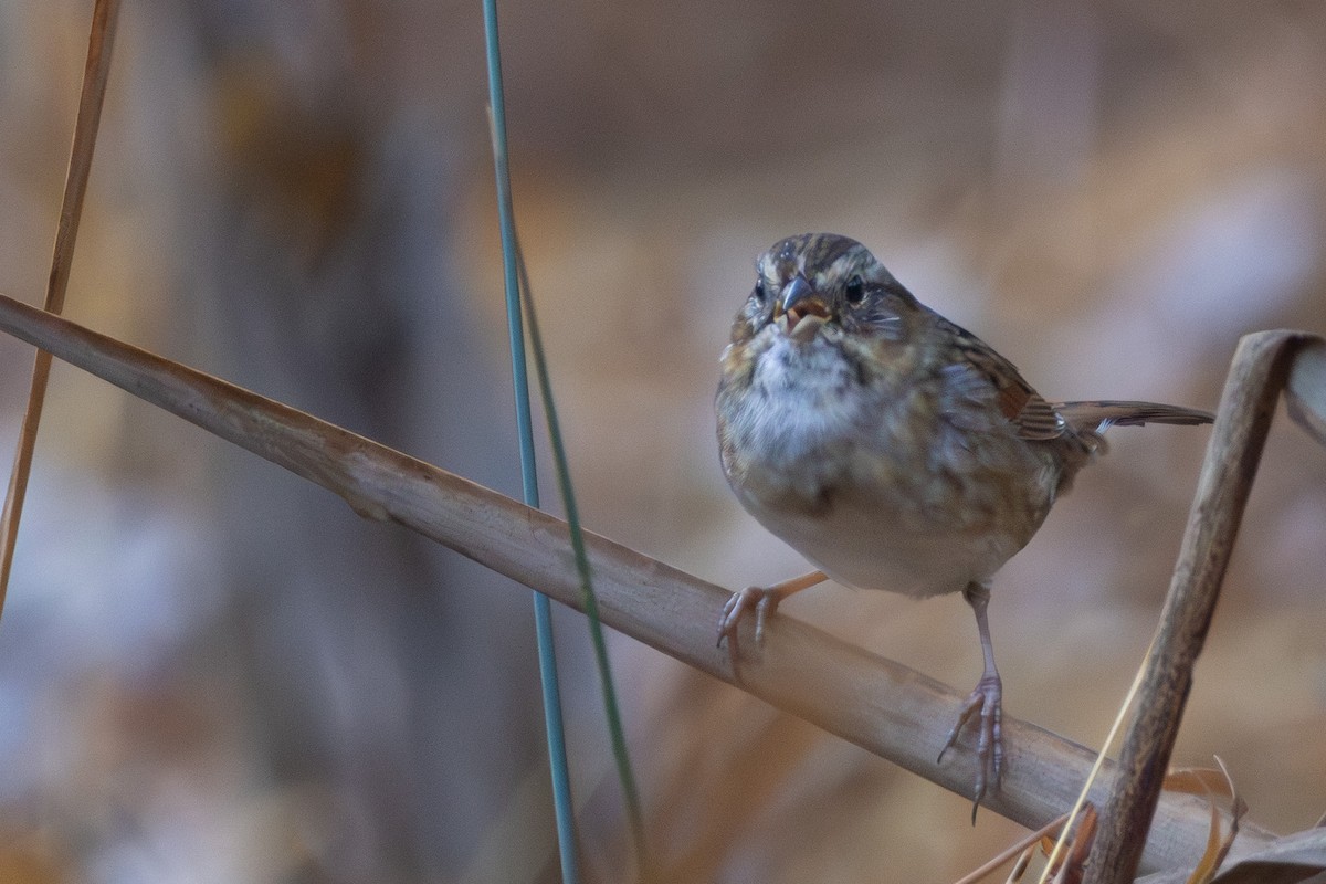 Bataklık Serçesi - ML644948234