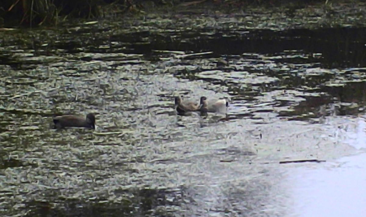 Gadwall - ML644948246