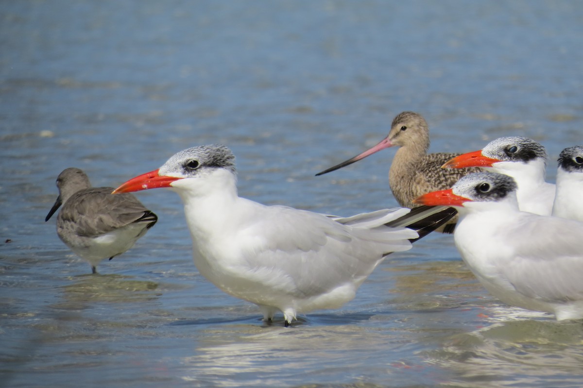 Caspian Tern - ML644948251