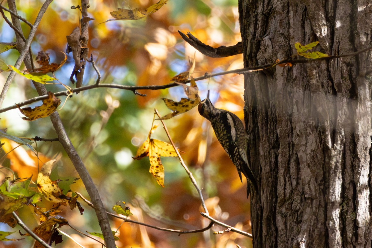 Sarı Karınlı Ağaçkakan - ML644948255