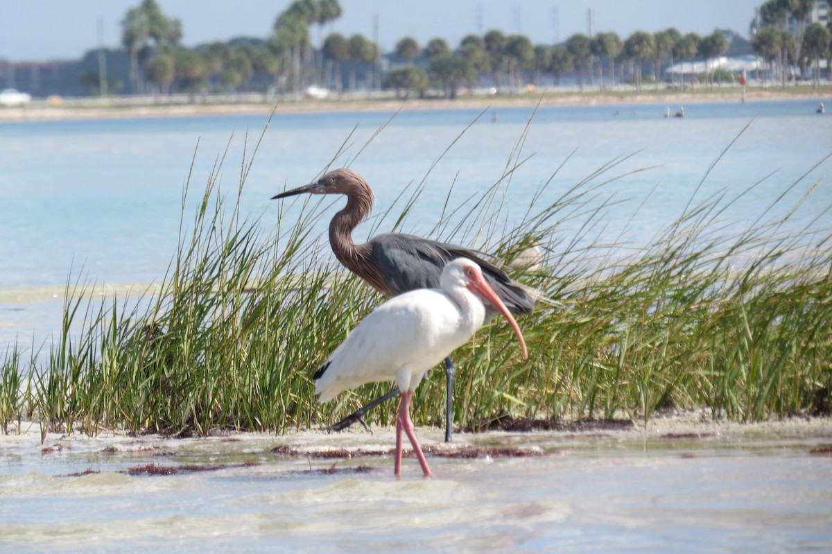 White Ibis - ML644948264