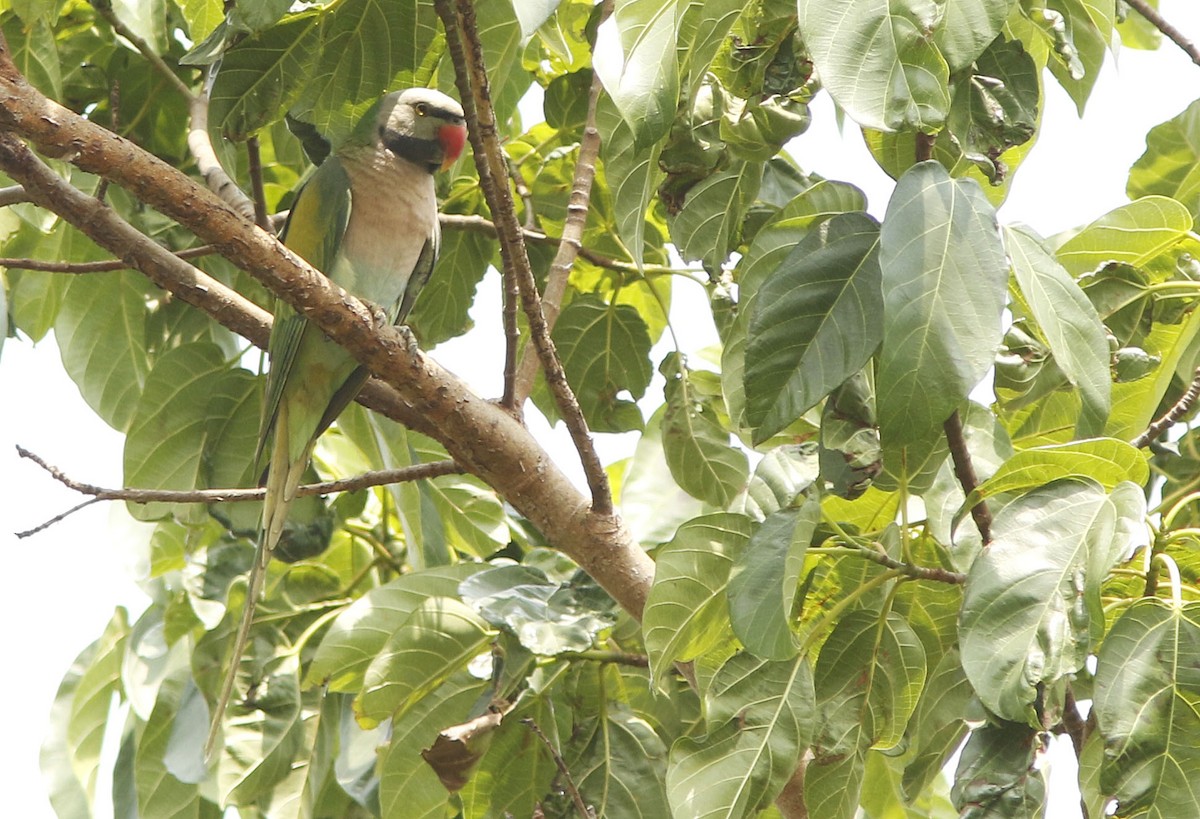 Red-breasted Parakeet - ML644948270