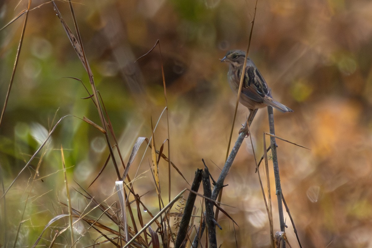Bataklık Serçesi - ML644948280