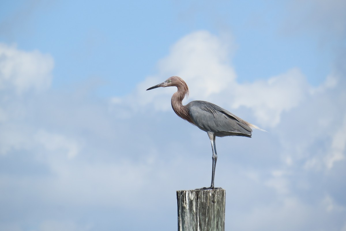 Reddish Egret - ML644948283