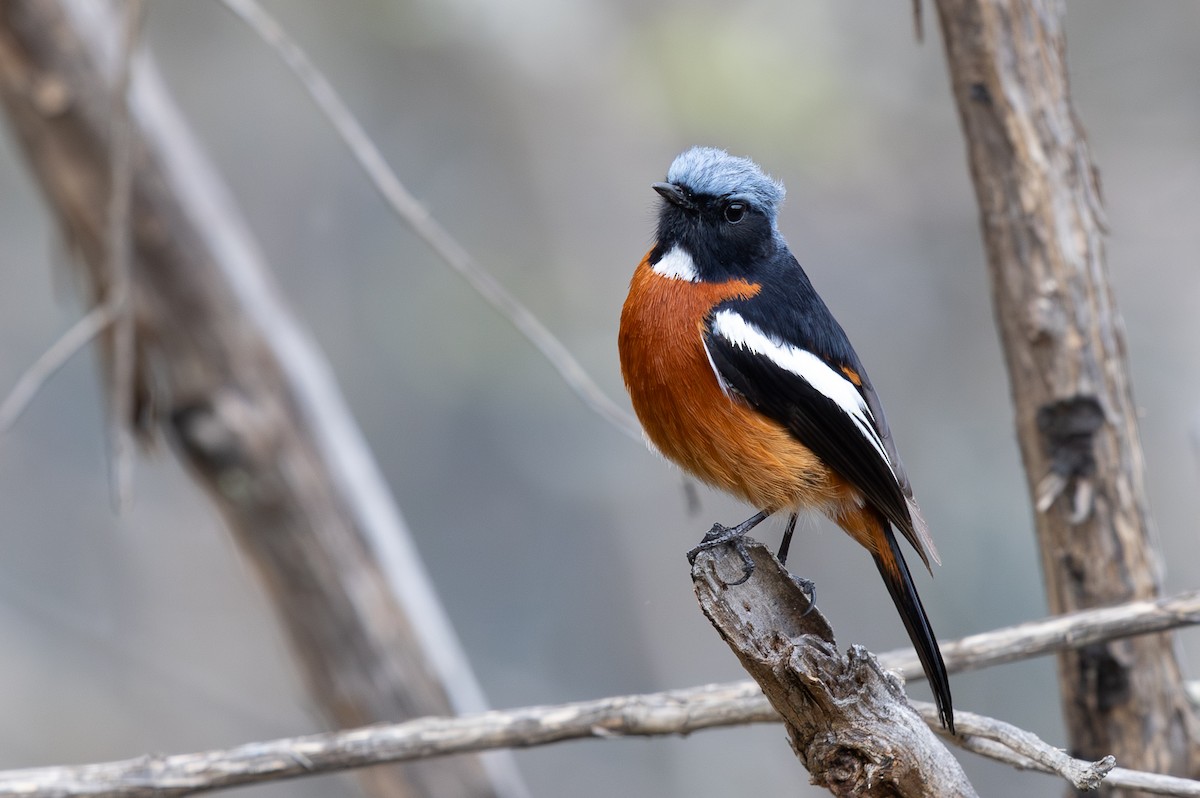 Ak Boğazlı Kızılkuyruk - ML644948286