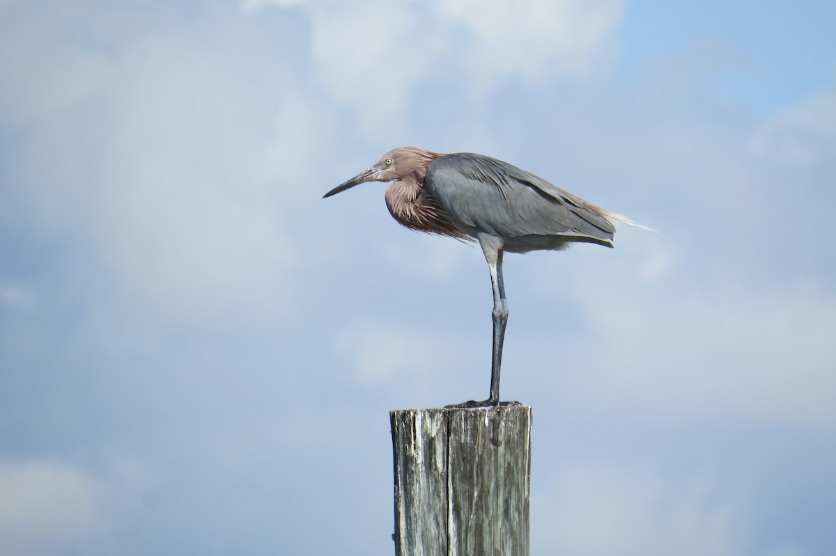 Reddish Egret - ML644948289