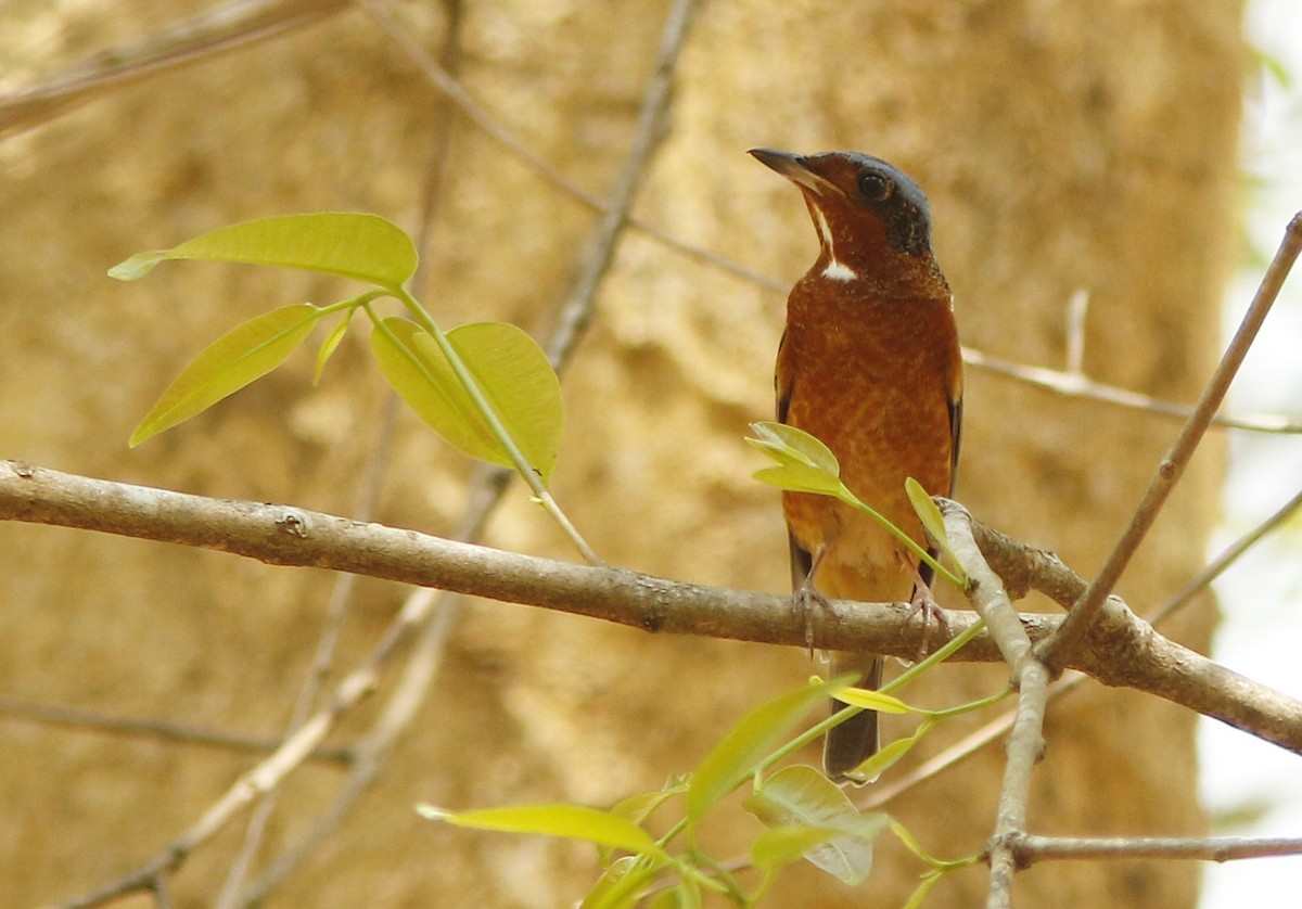 Ak Boğazlı Taşkızılı - ML644948296