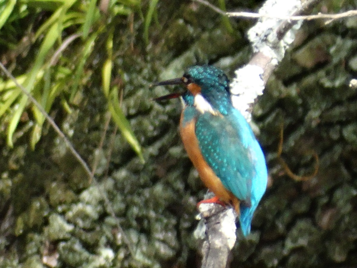 Common Kingfisher - ML644948303