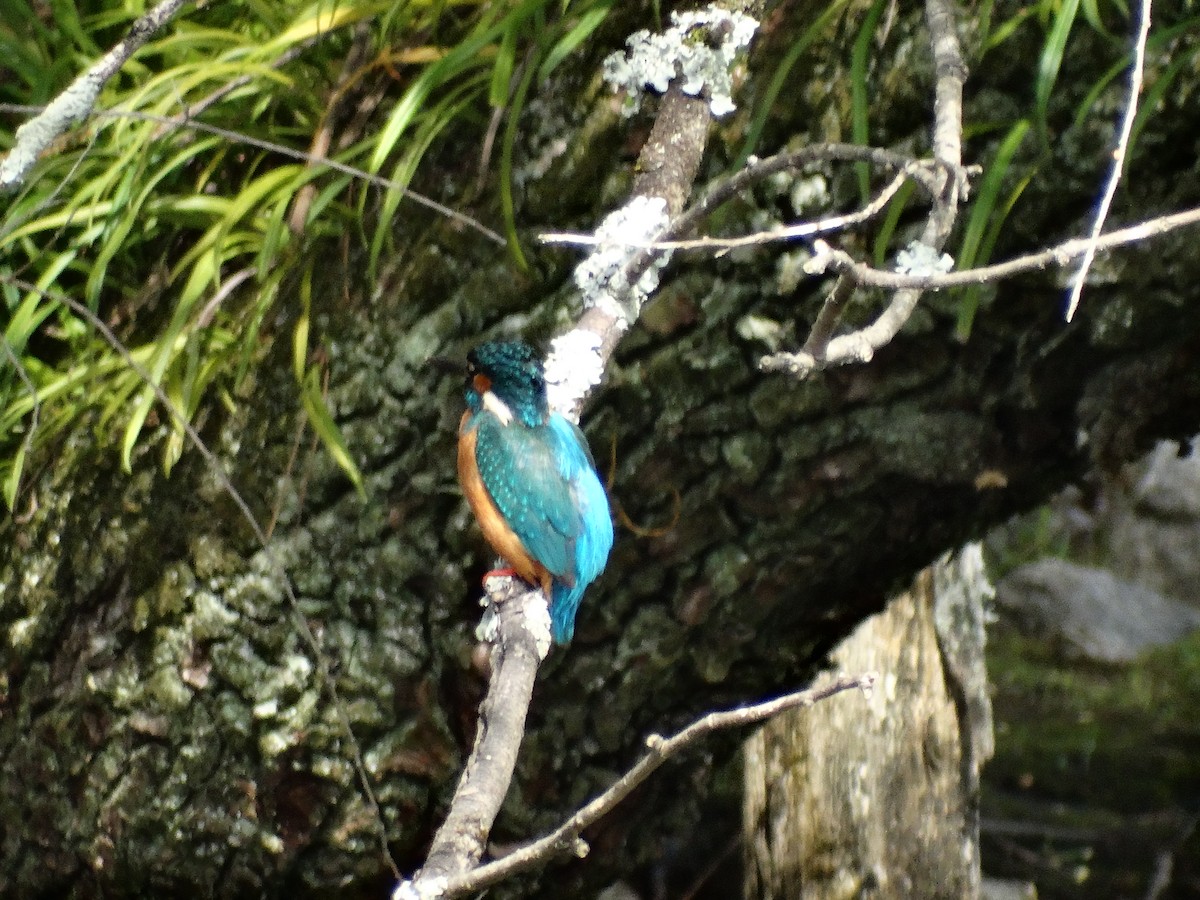 Common Kingfisher - ML644948305
