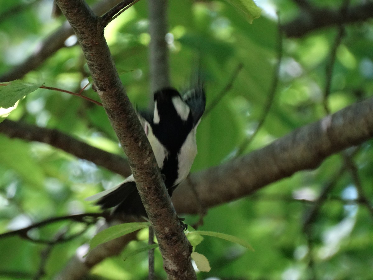 Asian Tit - ML644948312