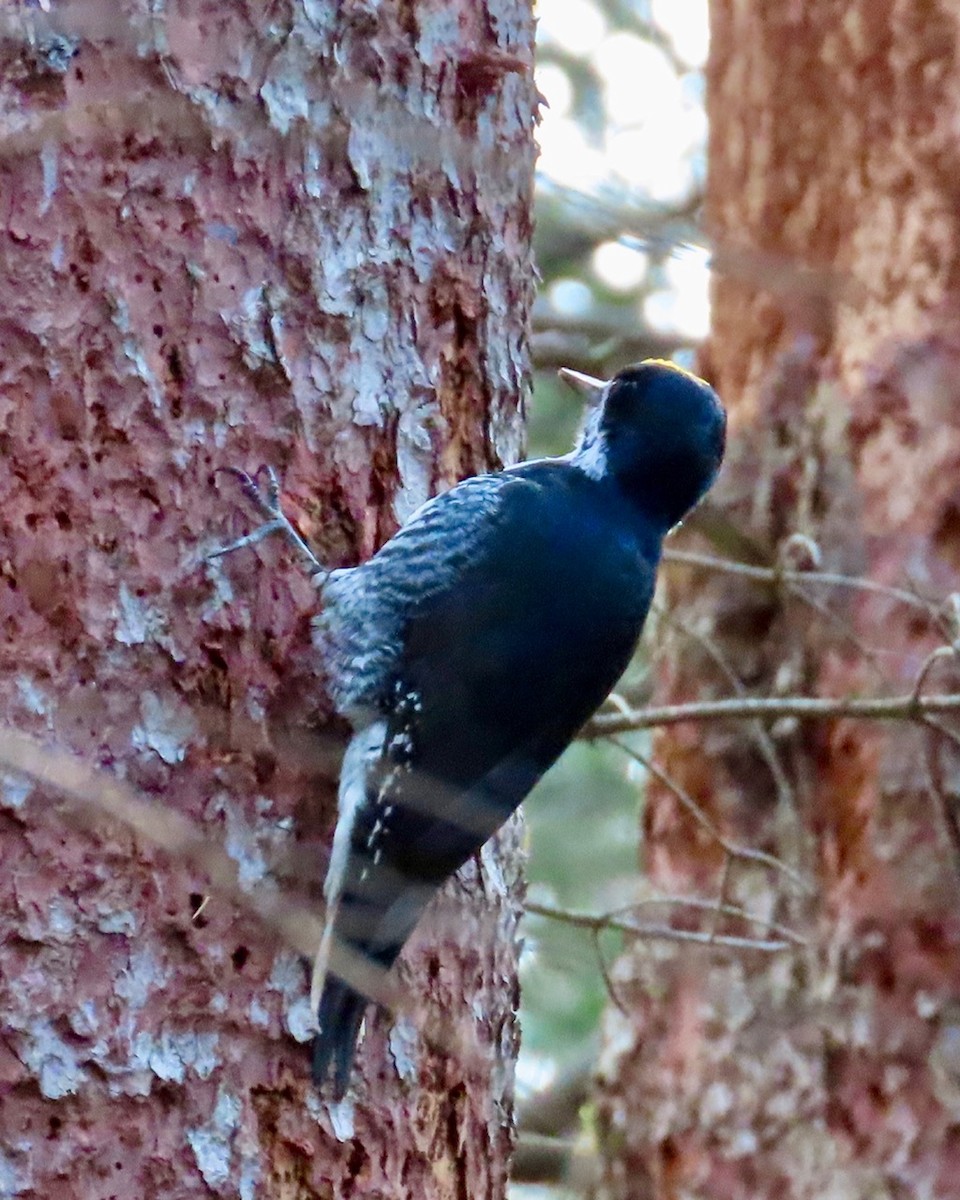 Kara Sırtlı Ağaçkakan - ML644948315