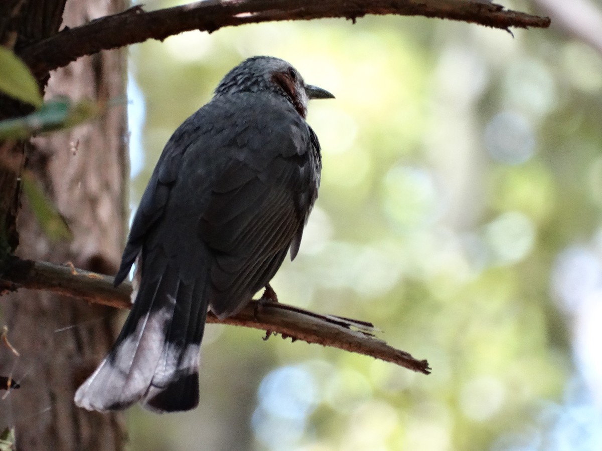 Brown-eared Bulbul - ML644948323