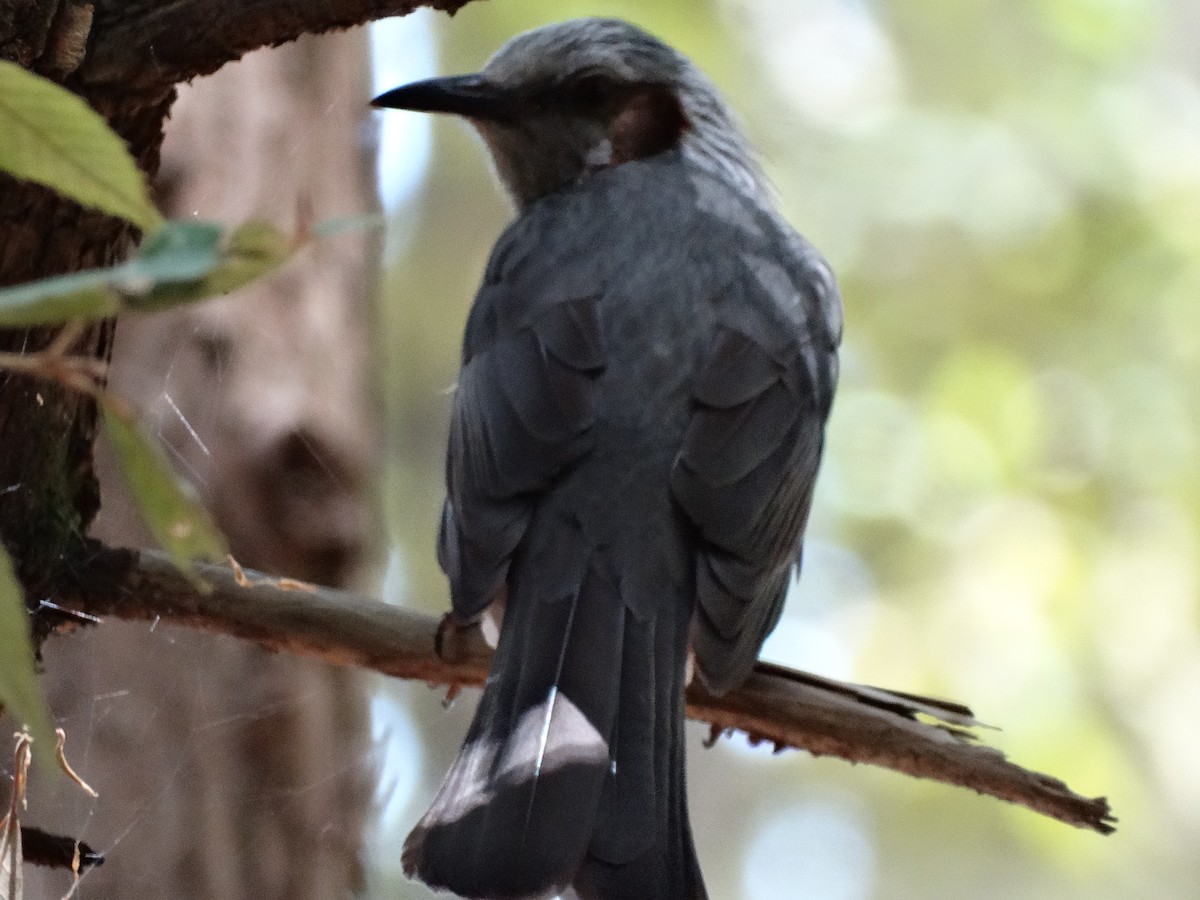 Brown-eared Bulbul - ML644948326