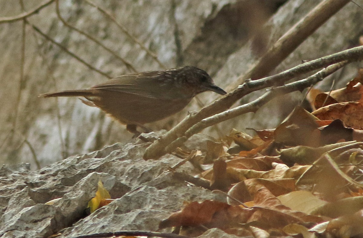 Rufous Limestone Babbler - ML644948327