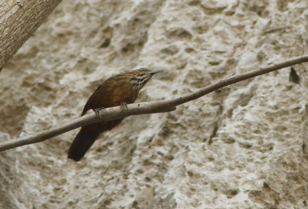 Rufous Limestone Babbler - ML644948328