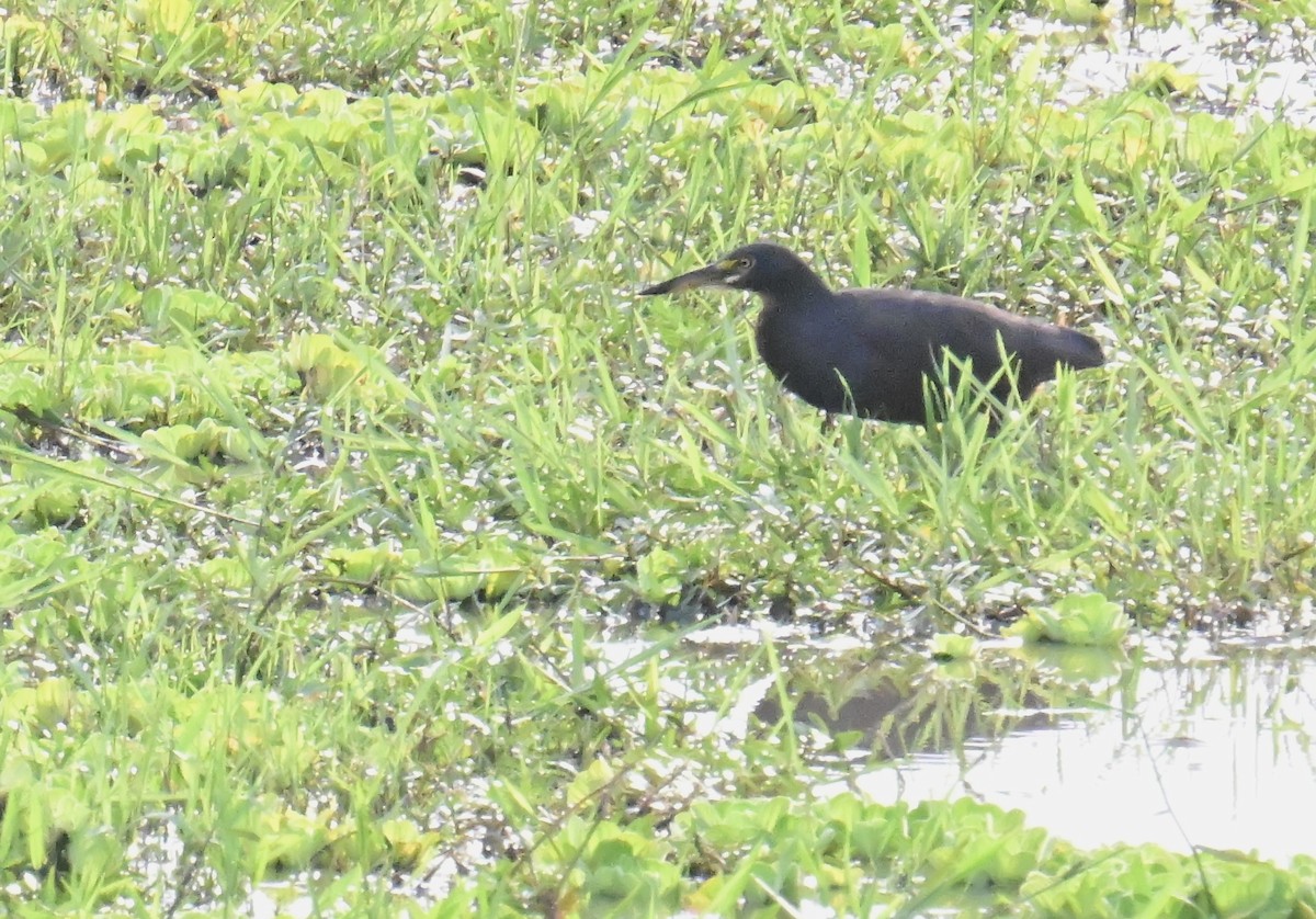 Рыжебрюхая цапля - ML644948330