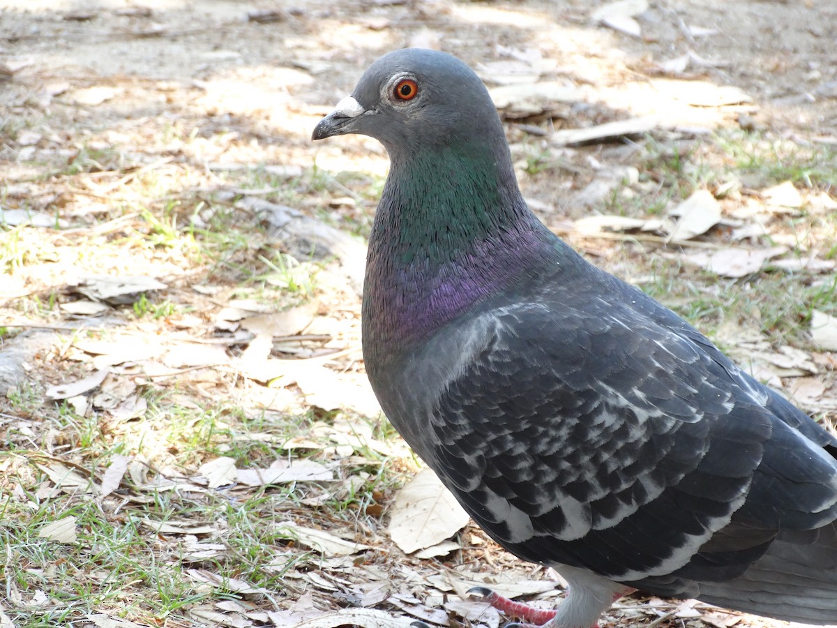 Rock Pigeon (Feral Pigeon) - ML644948333