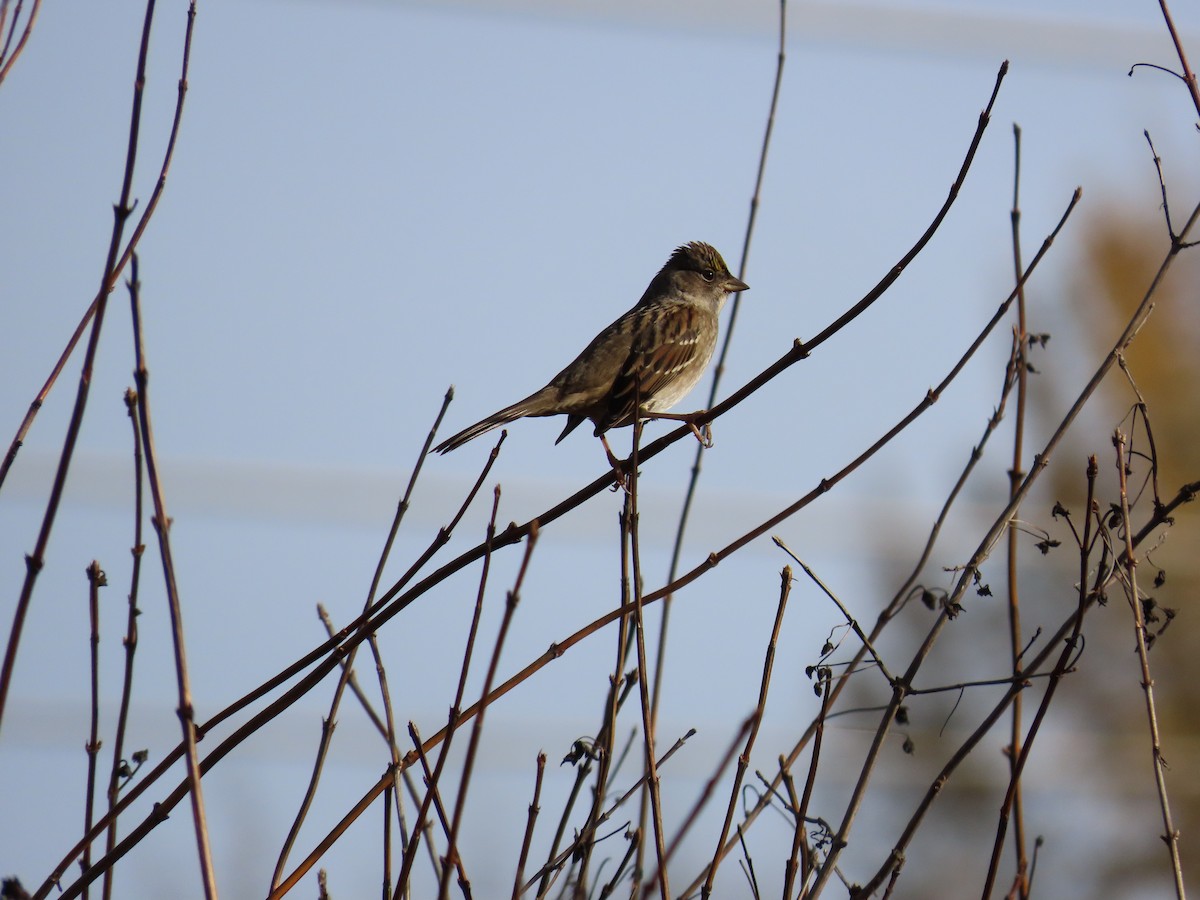 Golden-crowned Sparrow - ML644948335