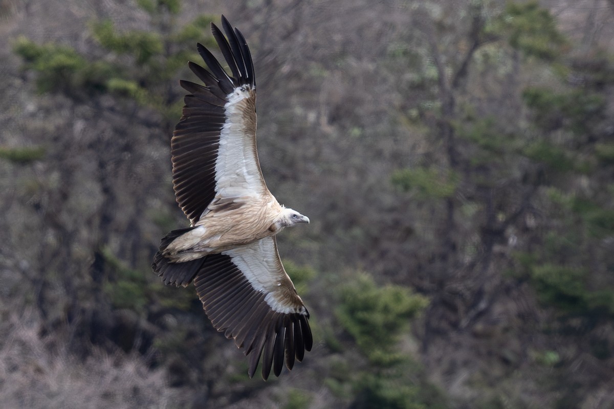 sup himálajský - ML644948344