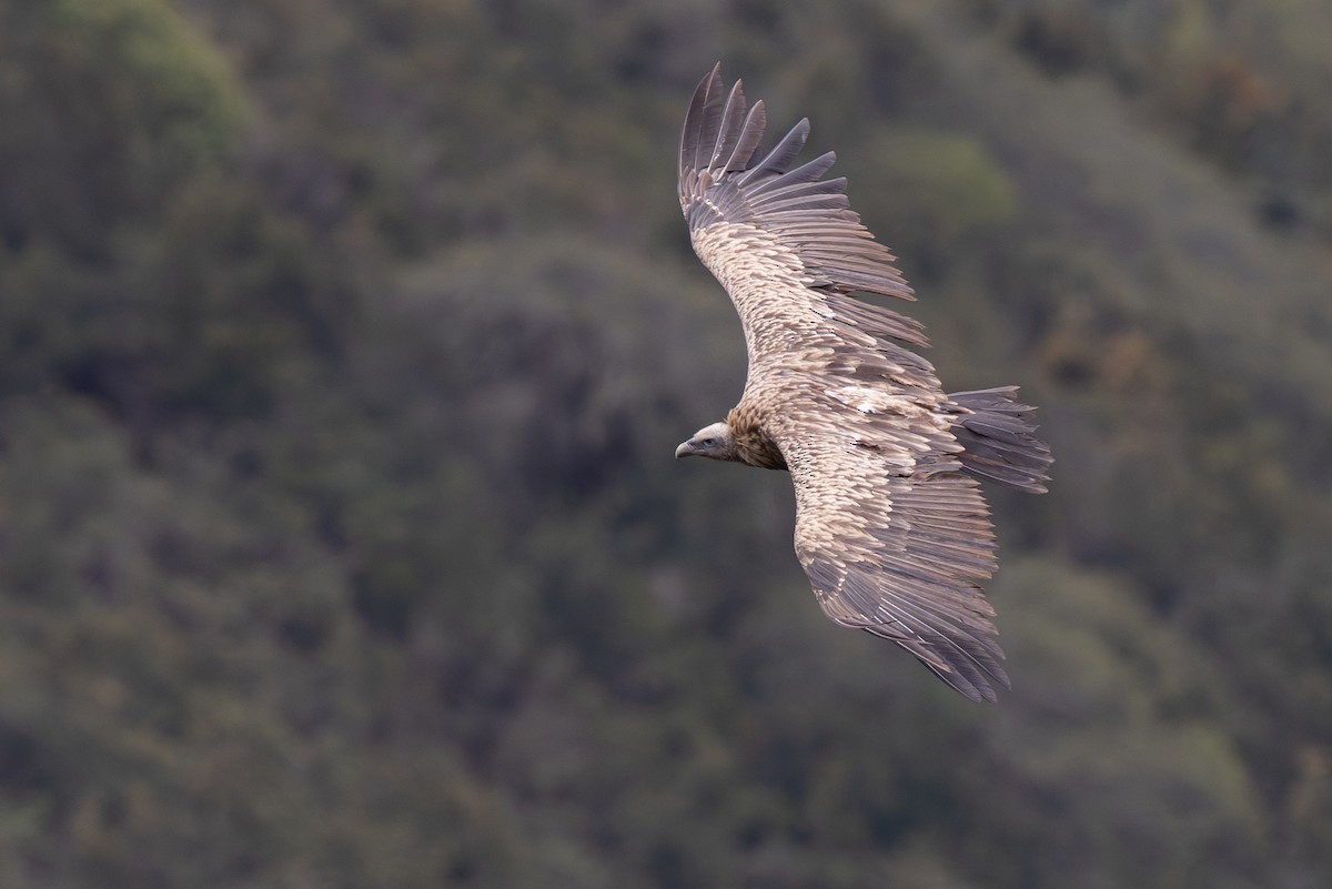 sup himálajský - ML644948345