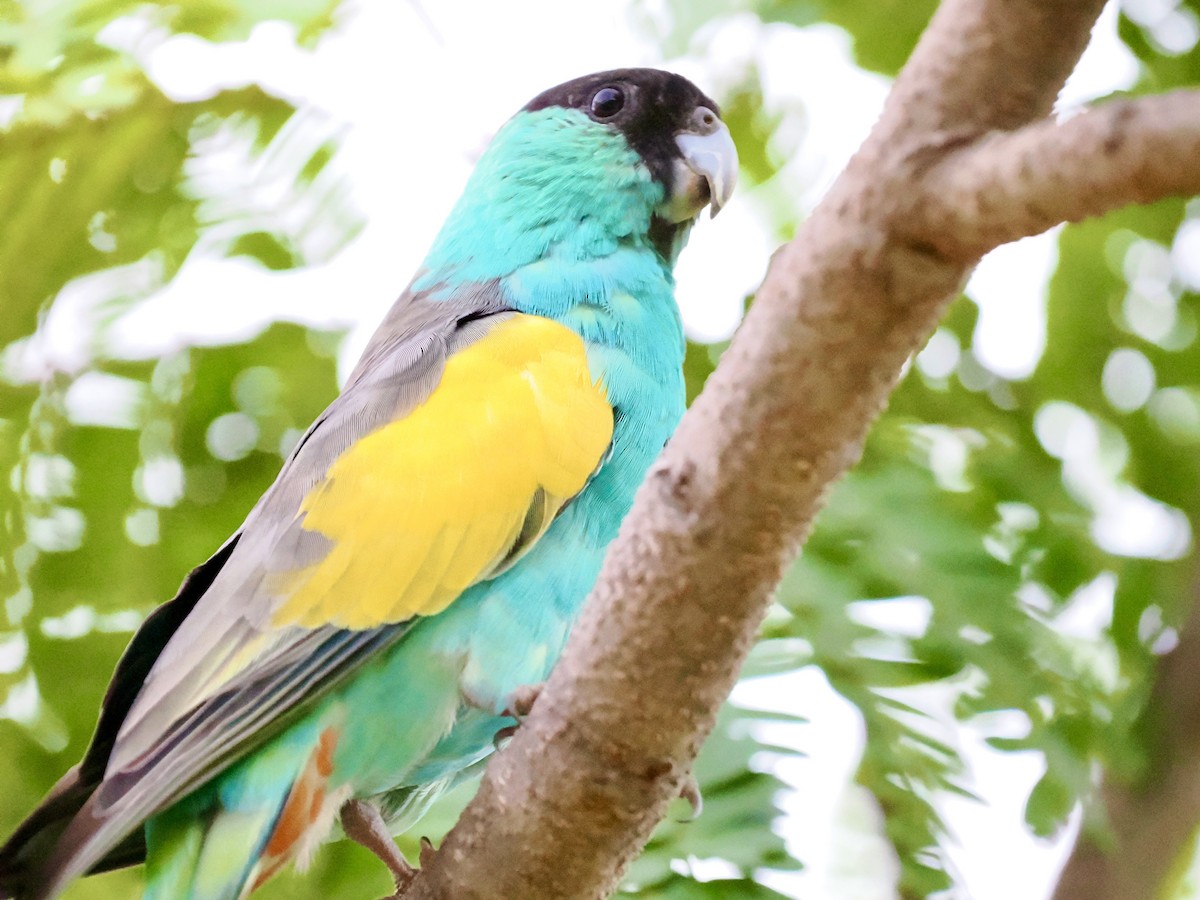 svarthetteparakitt - ML644948347