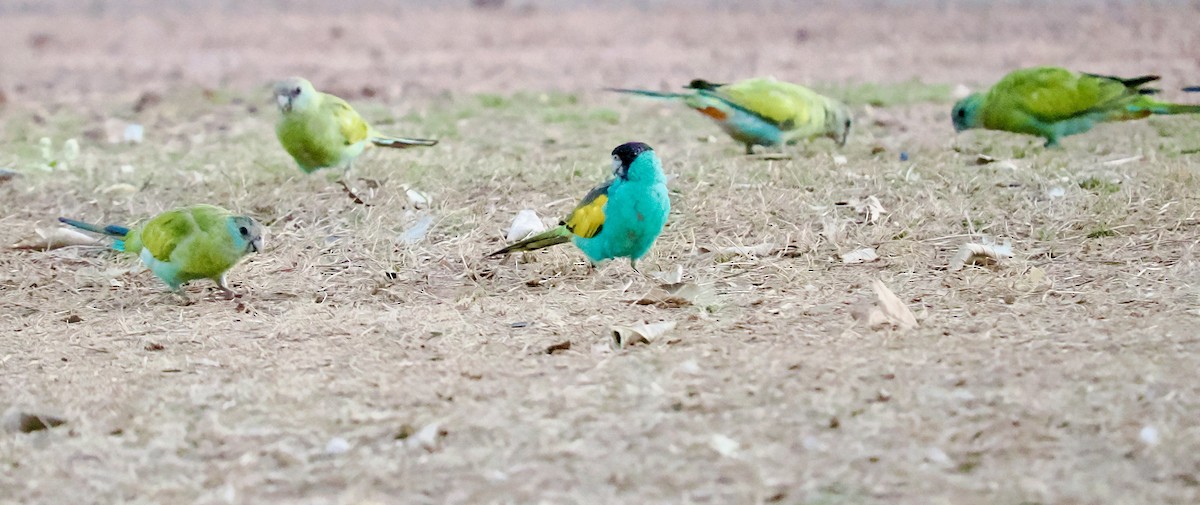 svarthetteparakitt - ML644948348