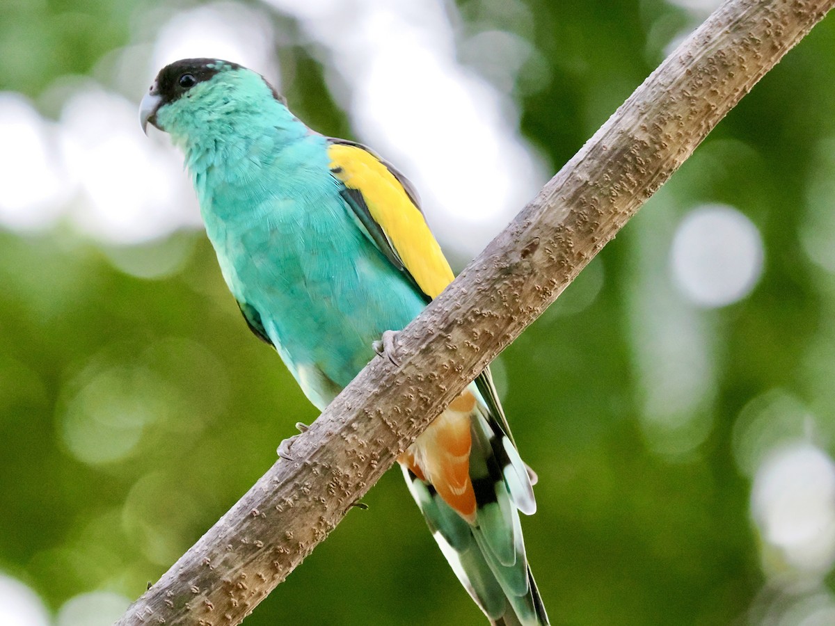 svarthetteparakitt - ML644948349